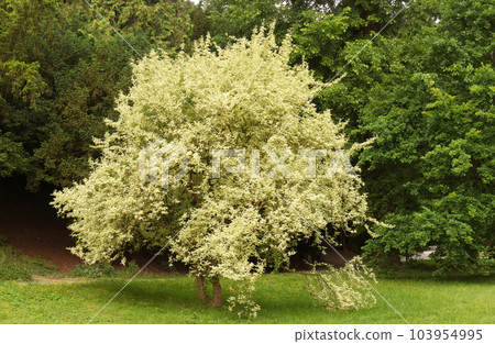 Cornelian cherry growing in the park 103954995
