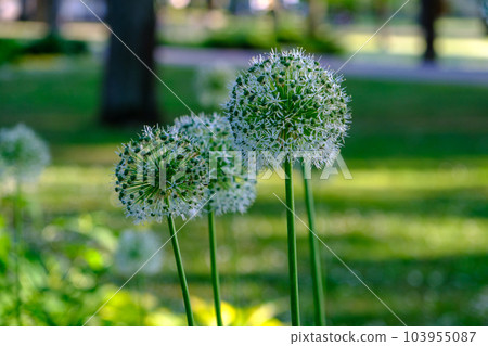 Allium hollandicum Persian onion Dutch garlic white feeling rain flowering plant, blooms ornamental flowers. a beautiful flower in the park. Allium hollandicum Persian onion Dutch garlic white feeling rain flowering plant, blooms ornamental flowers. a beautiful flower in the park. 103955087