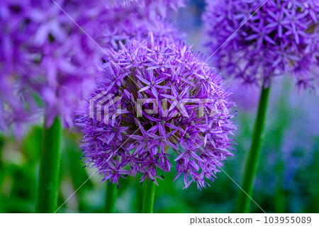 Allium hollandicum persian onion dutch garlic purple sensation rain flowering plant, ornamental flowers in bloom. a beautiful flower in the park 103955089