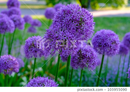 Allium hollandicum persian onion dutch garlic purple sensation rain flowering plant, ornamental flowers in bloom. a beautiful flower in the park Allium hollandicum persian onion dutch garlic purple sensation rain flowering plant, ornamental flowers in bloom. a beautiful flower in the park 103955090