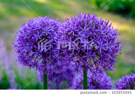 Allium hollandicum persian onion dutch garlic purple sensation rain flowering plant, ornamental flowers in bloom. a beautiful flower in the park 103955091