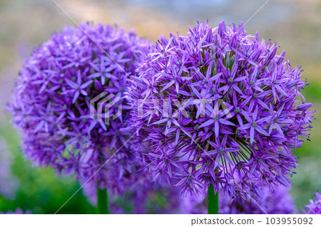 Allium hollandicum persian onion dutch garlic purple sensation rain flowering plant, ornamental flowers in bloom. a beautiful flower in the park Allium hollandicum persian onion dutch garlic purple sensation rain flowering plant, ornamental flowers in bloom. a beautiful flower in the park 103955092