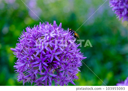 Allium hollandicum persian onion dutch garlic purple sensation rain flowering plant, ornamental flowers in bloom. a beautiful flower in the park 103955093
