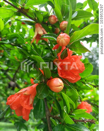 Pomegranate blooming flower, tree with green leaves, beautiful plant, sunny day, Italy 103955297