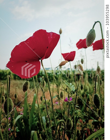 Poopy meadow landscape view, dark green red colours, Italy 103955298