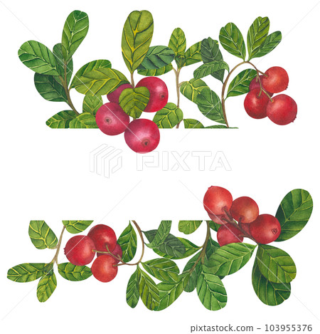 Wild red berries watercolor frame. Hand drawn botanical realistic cristmass illustration. Forest cranberry, cowberry branch isolated on white background for printing on fabric, postcards, invitations 103955376