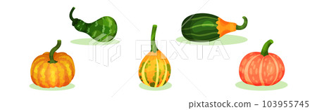 Gourd and Pumpkin Cultivated Vegetable Species Vector Set Gourd and Pumpkin Cultivated Vegetable Species Vector Set 103955745