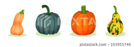 Gourd and Pumpkin Cultivated Vegetable Species Vector Set Gourd and Pumpkin Cultivated Vegetable Species Vector Set 103955746