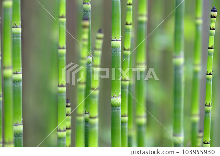 Toxa發芽 Toxa發芽 103955930