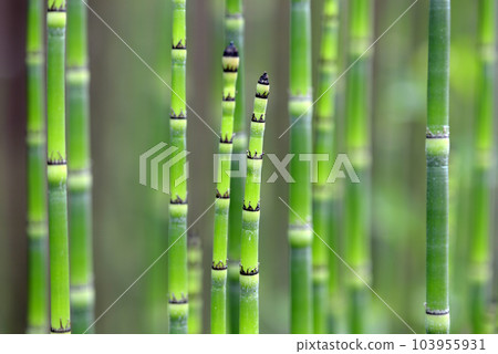Toxa發芽 Toxa發芽 103955931