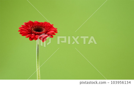 Red gerbera flower on a green background with copy space. Stock photo Red gerbera flower on a green background with copy space. Stock photo 103956134