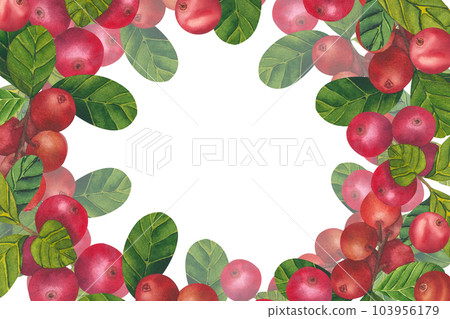 Wild red berries watercolor frame. Hand drawn botanical realistic illustration. Forest cranberry, cowberry branch isolated on white background.Great for printing on fabric, postcards, invitations 103956179