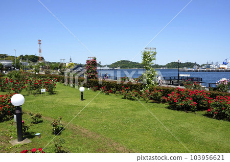 俯瞰大海的公園,玫瑰公園,Verny Park 俯瞰大海的公園,玫瑰公園,Verny Park 103956621
