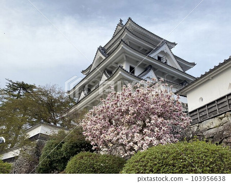 郡上八幡城和櫻花 郡上八幡城和櫻花 103956638