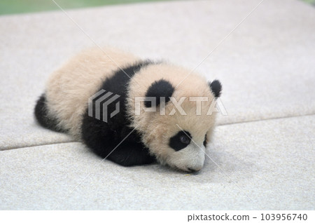 113 天大的湯濱 103956740