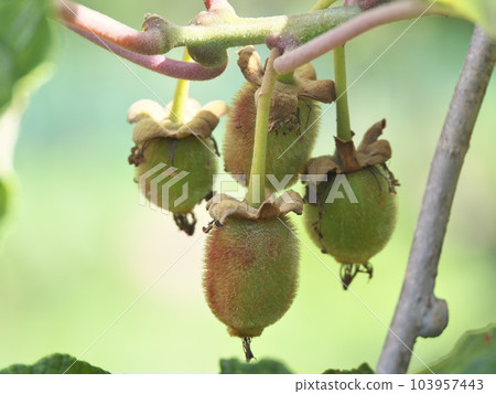 immature kiwi fruit immature kiwi fruit 103957443