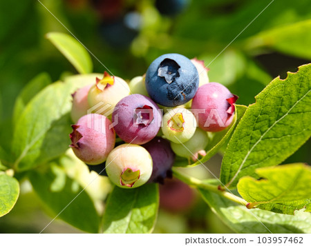 Immature blueberry fruit 103957462