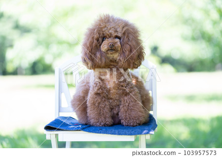 玩具貴賓犬 玩具貴賓犬 103957573