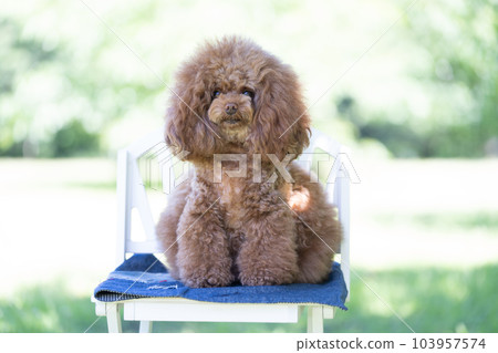 玩具貴賓犬 玩具貴賓犬 103957574