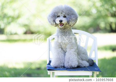 toy poodle  103957608