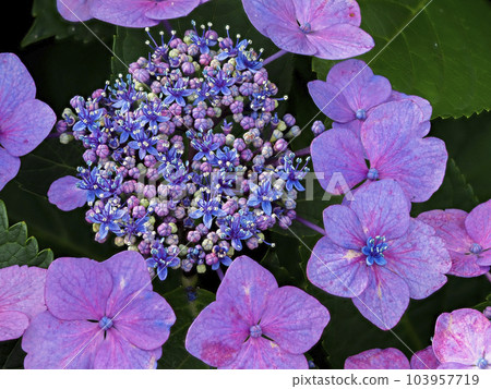 有小花的紫色繡球花 有小花的紫色繡球花 103957719