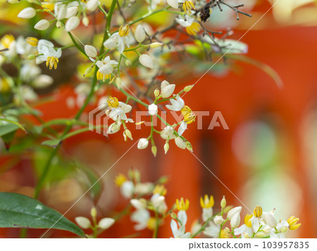 A small flower of the southern sky and the torii of a shrine 103957835
