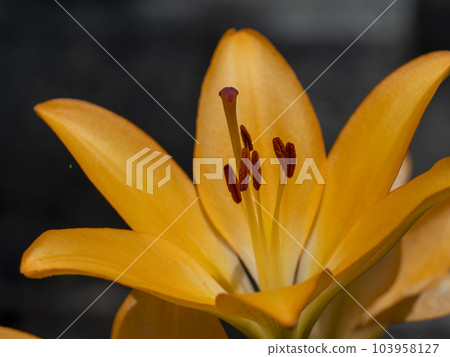 bright orange lily flower 103958127