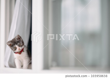 Kitten in the window side 103958638