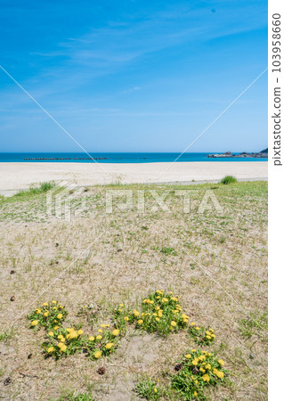 "Aomori Prefecture" Shirahama Beach Tanesashi Beach 103958660