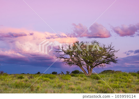 Landscape in La Pampa Argentina at sunset, La Pampa province, Patagonia, Argentina. 103959114
