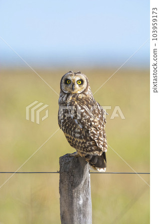 Short eared Owl, perched on a fence, Patagonia, Argentina. 103959173