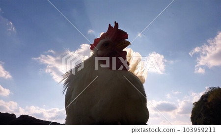 Making memories with chicken Making memories with chicken 103959211