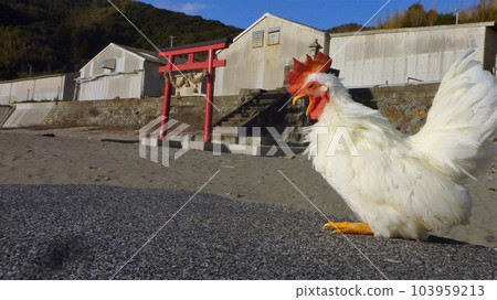用雞做回憶 103959213