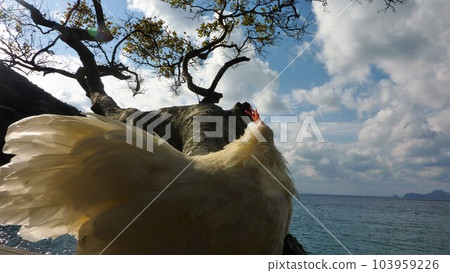 用雞做回憶 103959226