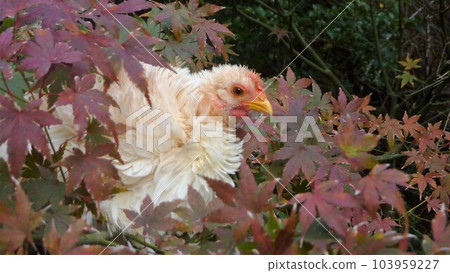 用雞做回憶 103959227