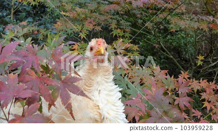 用雞做回憶 103959228