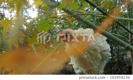 用雞做回憶 103959230