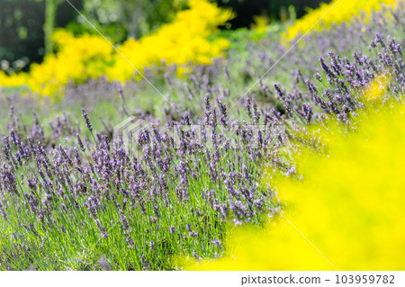Lavender flowers Hiruzen Kogen 103959782