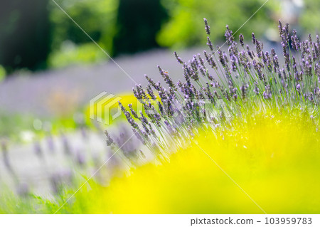 薰衣草花 Hiruzen Kogen 103959783