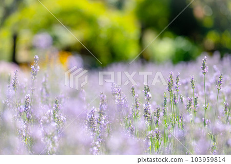 Lavender field Hiruzen Kogen 103959814