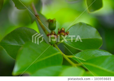 fruiting guava fruit fruiting guava fruit 103959885