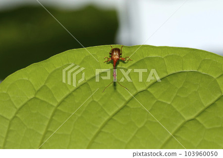 Higgenaga Otsushibumi Higgenaga Otsushibumi 103960050