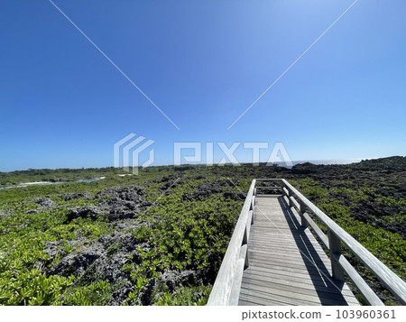 宮古島 下地島 鳥池後的步行道 宮古島 下地島 鳥池後的步行道 103960361