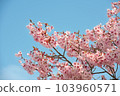 河津櫻花告訴我們春天的到來 103960571