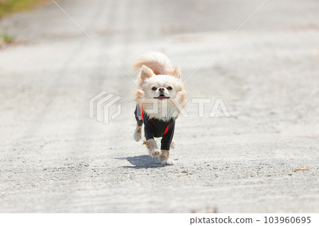 A chihuahua called by its owner is running here 103960695