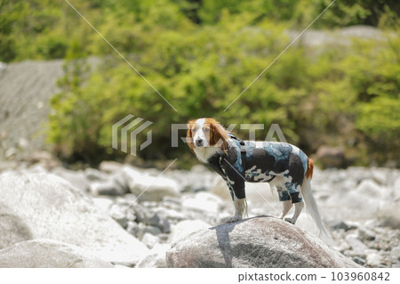 A dog in clothes standing on a big rock A dog in clothes standing on a big rock 103960842