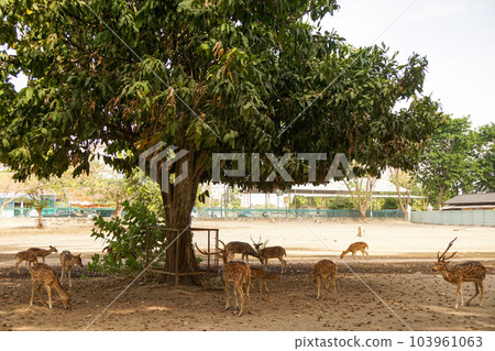 Deer kept in the premises of Prambanan Temple Complex Deer kept in the premises of Prambanan Temple Complex 103961063