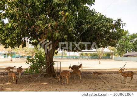 普蘭巴南寺廟建築群內飼養的一隻小鹿 103961064