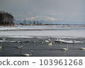 The lake of swan 103961268