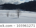cold-tolerant trees 103961271